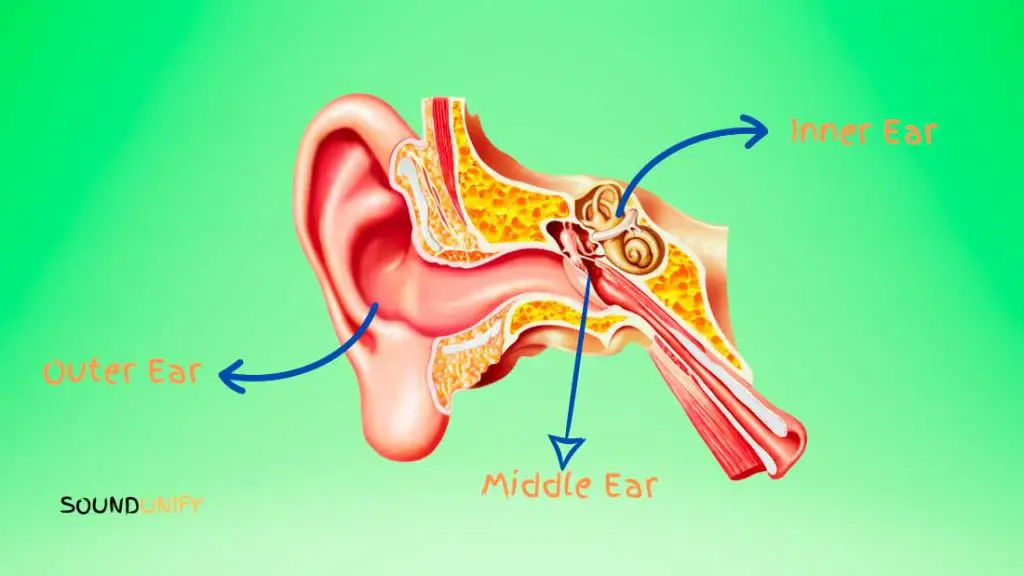 Ear Anatomy and Earbud Fit